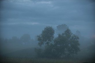 Morning mist over a meadow