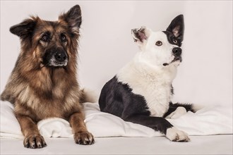 Old German Shepherd and a Border Collie lying side by side