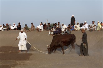 Omanis wearing traditional clothing leading a bull on leash in front of spectators to a bull fight