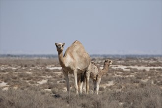 Dromedary or Arabian Camel (Camelus dromedarius) with a calf