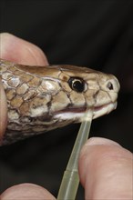 Eastern Brown Snake (Pseudonaja textilis) being milked for venom