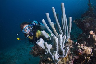 Scuba diver behind a Tube Sponge (Cribrochalina olemda)