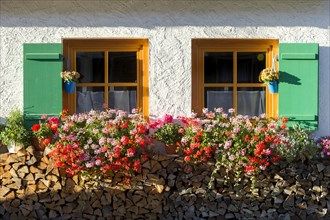 Farmhouse with Geraniums (Pelargonium sp.) in the windows and stacked firewood