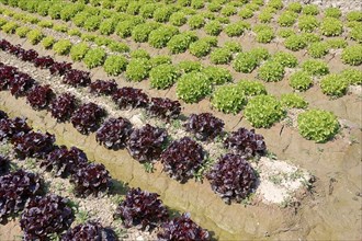Field with Lollo Rosso and Lollo Bionda lettuce (Lactuca sativa var crispa)