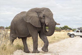 African Elephant (Loxodonta africana) crossing a road