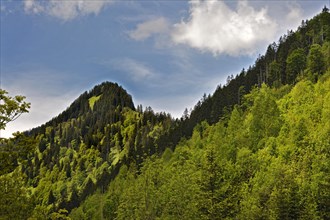 Mixed forest near Hinterstein