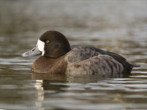 Greater Scaup or Scaup (Aythya marila)