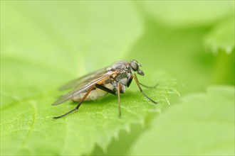 Large Fleck-winged Snipefly (Rhagio notatus)