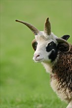 Jacob sheep (Ovis ammon f aries)