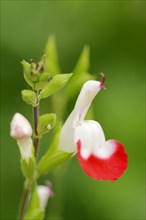 Baby Sage or Blackcurrant Sage var 'Hot Lips' (Salvia microphylla)