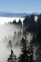 Coniferous forest in fog