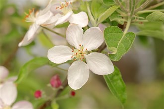 Armenian Plum or Siberian Apricot (Prunus armeniaca)