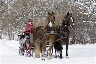 Sleigh with Welsh ponies in winter