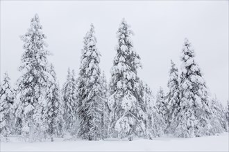 Snow-covered trees