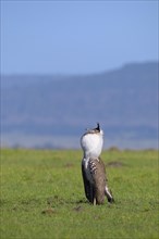 Male kori bustard (Ardeotis kori)