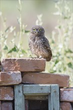 Little owl (Athene noctua)