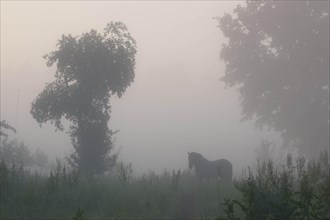 Horse in the morning mist over a meadow