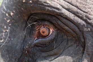 Eye of an Asian Elephant (Elephas maximus)