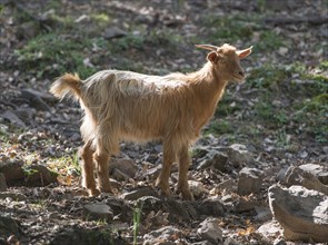 Feral brown goat