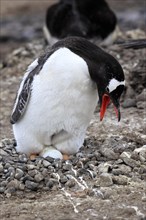 Gentoo Penguins (Pygoscelis papua)