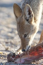 Black-backed jackal (Canis mesomelas) feeding on the remains of an antelope carcass