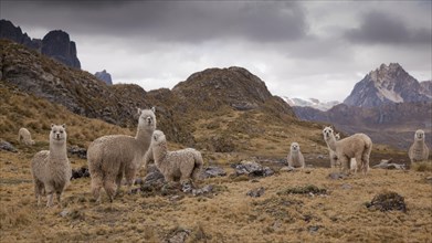 A herd of Alpacas (Vicugna pacos)