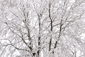 A tree covered with snow and hoarfrost