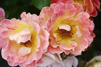 Ground-cover Rose (Rosa spp.)