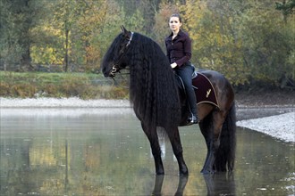 Horsewoman riding a black Friesian horse with a long crest