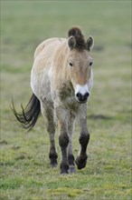 Przewalski's Horse (Equus ferus przewalskii)