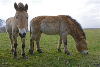 Przewalski's Horses (Equus ferus przewalskii)