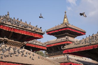 Pigeons on the temple roofs
