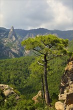 Laricio Pine (Pinus nigra laricio) on Bavella Pass
