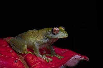 Ankafana Bright-eyed Frog (Boophis luteus) sits on red leaf