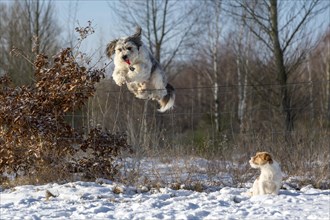 Mixed-breed dog jumping over a wire fence with a dog training clicker in its mouth