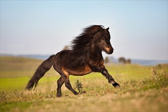 Mini Shetland pony