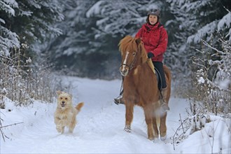 Horsewoman riding an Icelandic horse in the snow