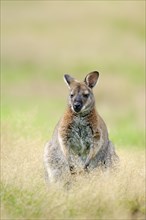 Red-necked Wallaby or Bennett's Wallaby (Macropus rufogriseus) native to Australia