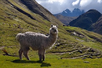 White Llama in the Andes