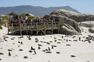 Tourists watching Jackass Penguins (Spheniscus demersus) on the beach