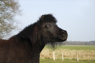 Black Shetland Pony