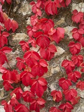 Wild Vine (Vitis vinifera) creeping on a stone wall