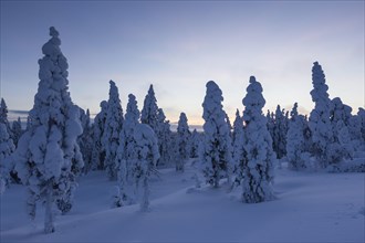 Finnish winter forest at dusk