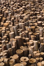 Freshly cut and stacked timber logs at a lumber mill