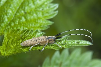 Golden-bloomed Grey Longhorn Beetle (Agapanthia villosoviridescens) on Common Nettle (Urtica dioica)