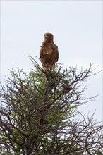 Tawny eagle (Aquila rapax)