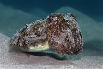 Young Broadclub Cuttlefish (Sepia latimanus)