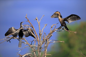 Two Double-crested Cormorants (Phalacrocorax auritus)