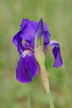 Medium Tall Bearded Iris (Iris barbata-media hybride)