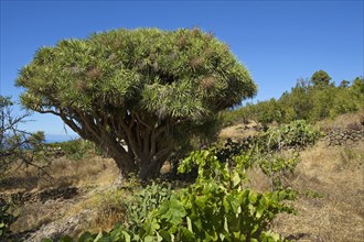 Canary Island Dragon Tree (Dracaena draco) on the north coast of La Palma